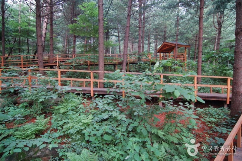 Cheongtaesan National Recreational Forest  (29/36)