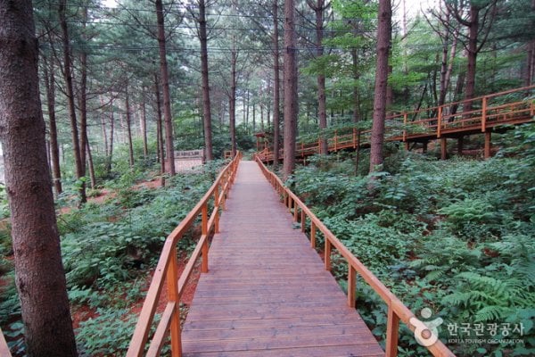 Cheongtaesan National Recreational Forest