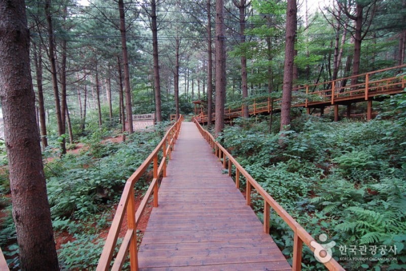 Cheongtaesan National Recreational Forest  (30/36)