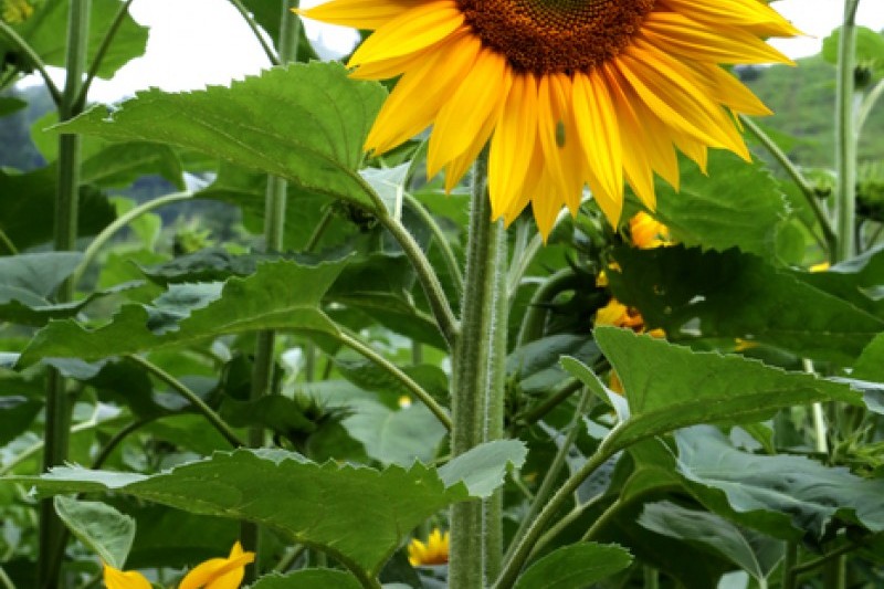 Taebaek Sunflower Festival  (1/5)