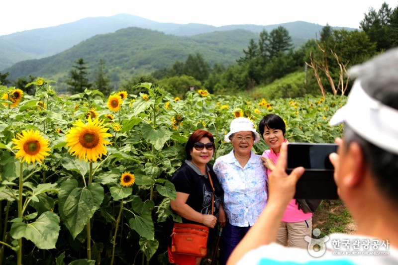 Taebaek Sunflower Festival  (2/5)