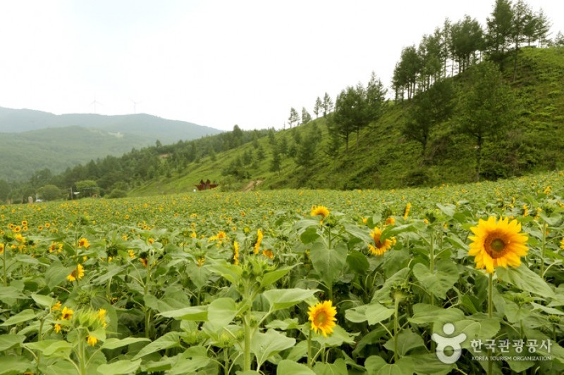 Taebaek Sunflower Festival  (3/5)