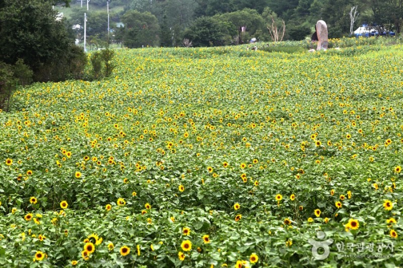 Taebaek Sunflower Festival  (4/5)