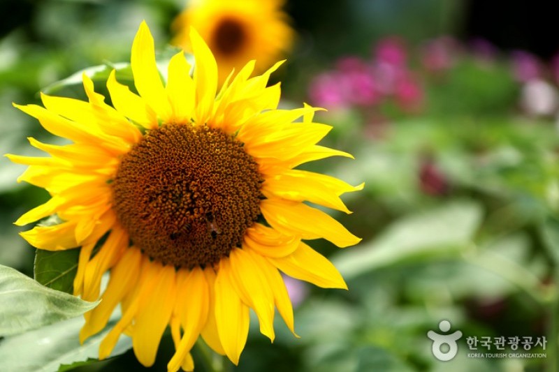 Taebaek Sunflower Festival  (5/5)