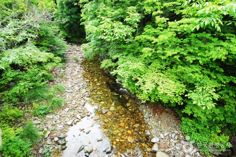 Sambong Recreational Forest  (4/11)