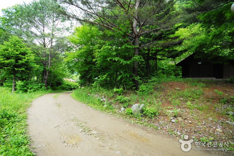 Sambong Recreational Forest  (6/11)