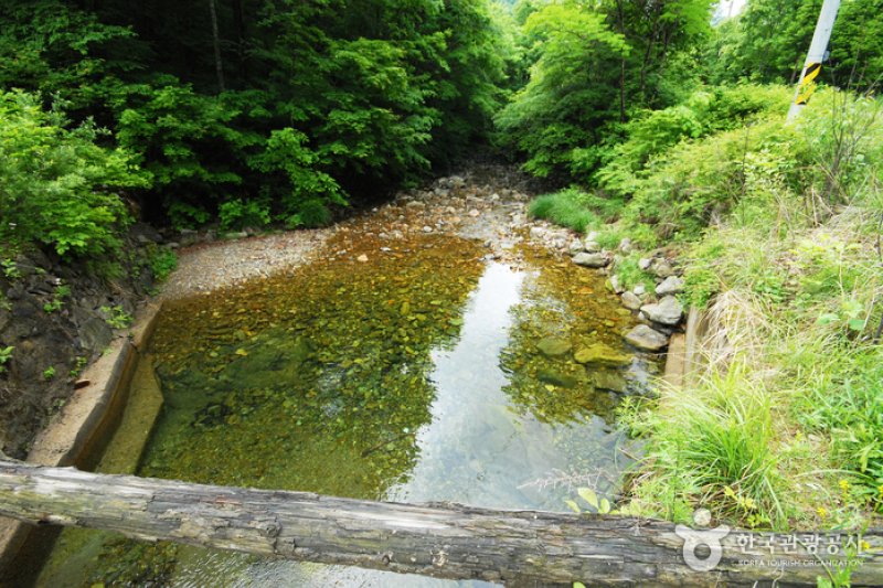 Sambong Recreational Forest  (9/11)