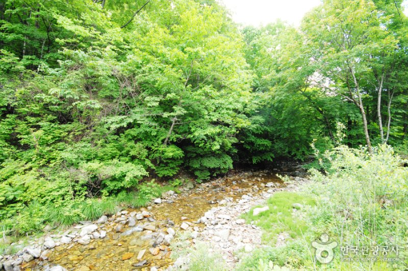 Sambong Recreational Forest  (10/11)