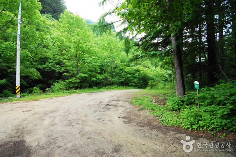 Sambong Recreational Forest  (11/11)