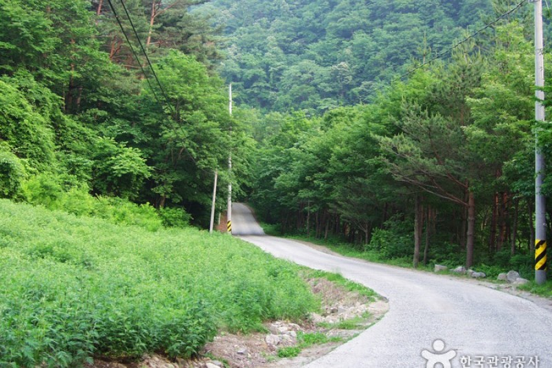 Micheongol Natural Recreation Forest  (6/12)