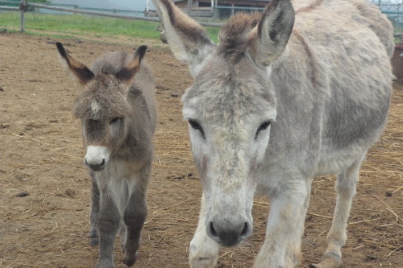 Daegwallyeong Donkey Ranch Don Quixote  (1/12)