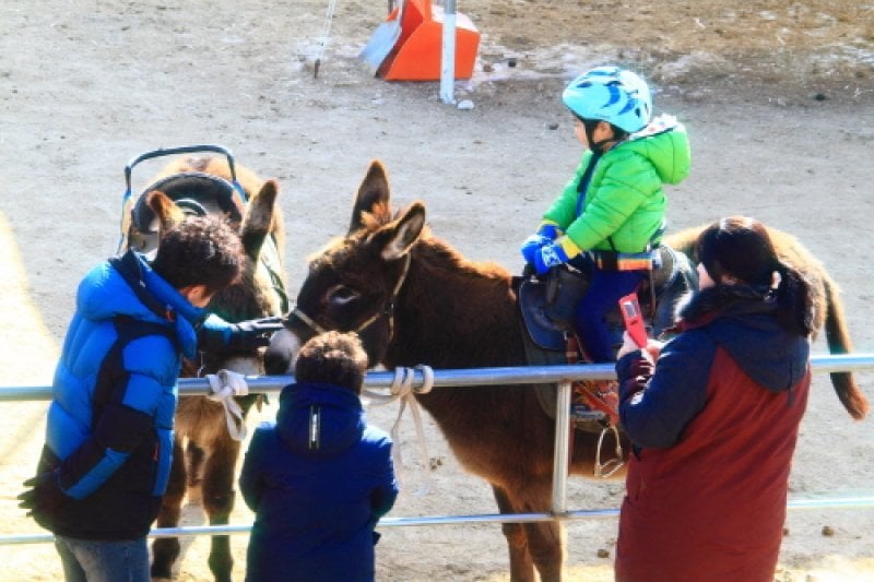 Hongcheon Winter Festival  (4/8)
