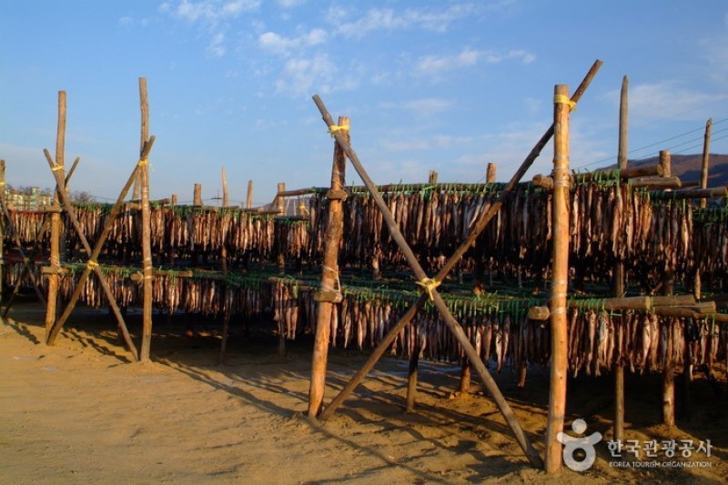 Yongdaeri Hwangtae Festival  (2/7)