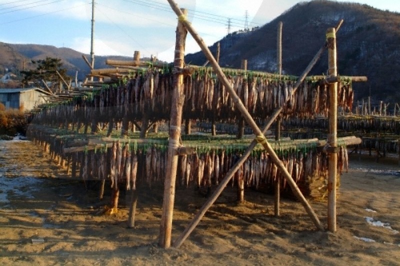 Yongdaeri Hwangtae Festival  (6/7)