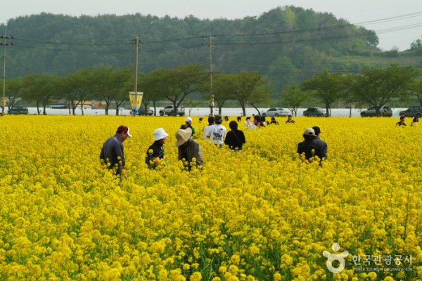 Samcheok Maengbang Canola Flower Festival