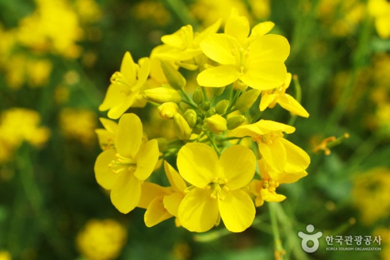 Samcheok Maengbang Canola Flower Festival  (3/8)