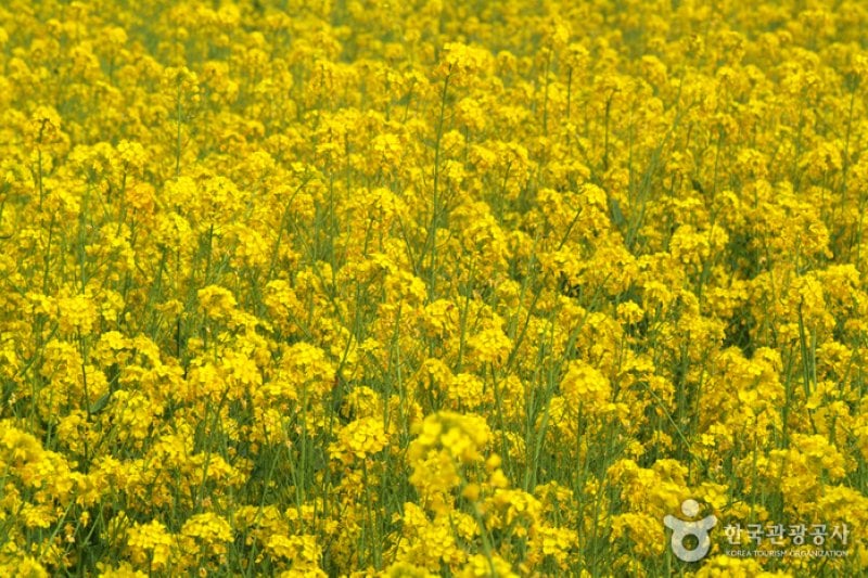 Samcheok Maengbang Canola Flower Festival  (4/8)
