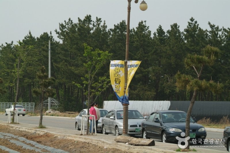 Samcheok Maengbang Canola Flower Festival  (5/8)