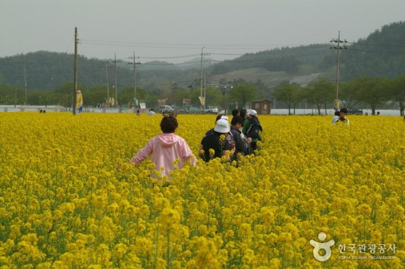 Samcheok Maengbang Canola Flower Festival  (6/8)