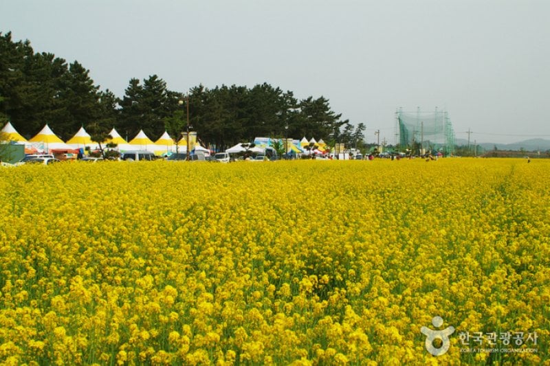 Samcheok Maengbang Canola Flower Festival  (7/8)