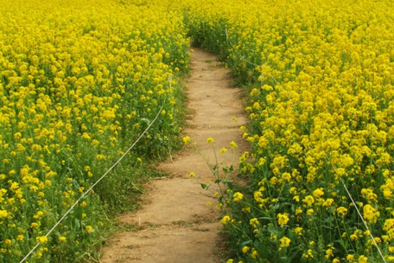 Samcheok Maengbang Canola Flower Festival  (8/8)