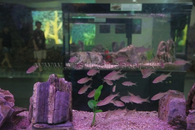 Samcheok Fishing Village Folk Museum  (13/39)