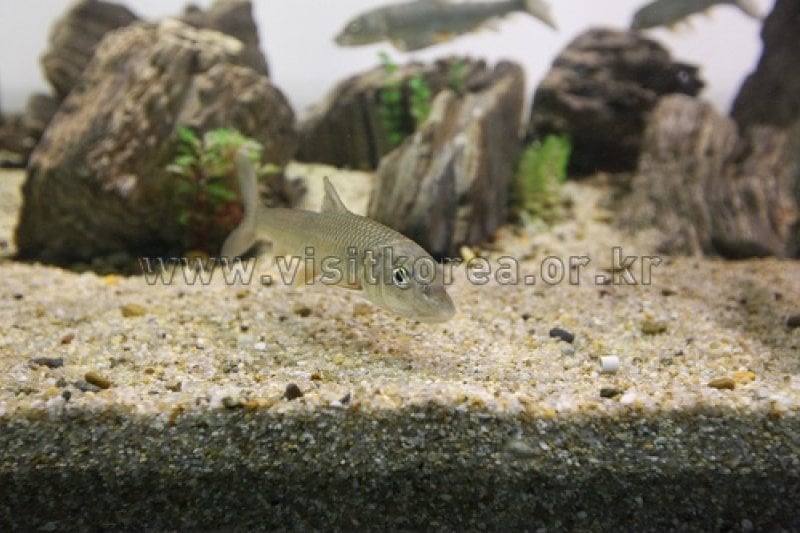 Samcheok Fishing Village Folk Museum  (14/39)