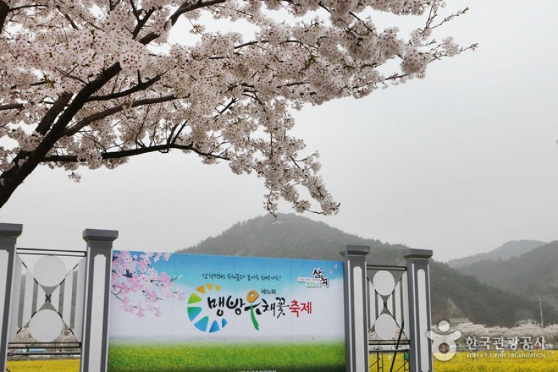 Samcheok Maengbang Canola Flower Festival  (2/15)