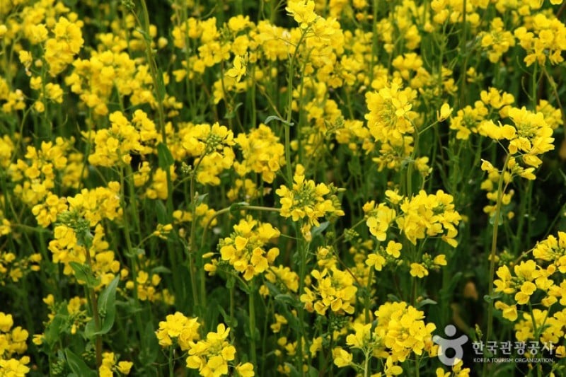 Samcheok Maengbang Canola Flower Festival  (3/15)