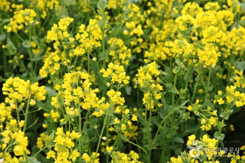 Samcheok Maengbang Canola Flower Festival  (4/15)
