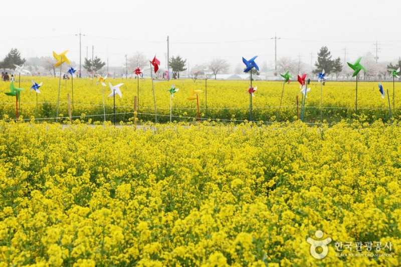 Samcheok Maengbang Canola Flower Festival  (5/15)