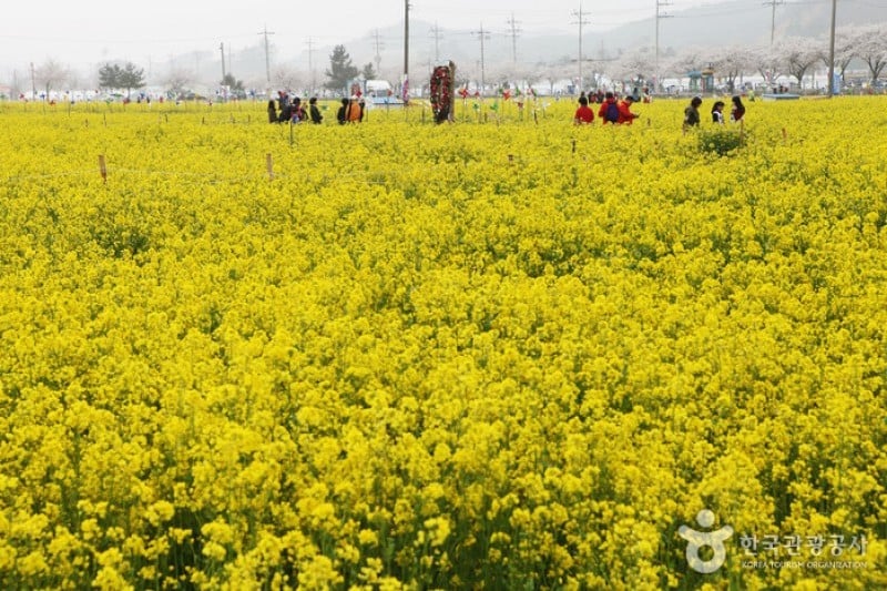 Samcheok Maengbang Canola Flower Festival  (6/15)