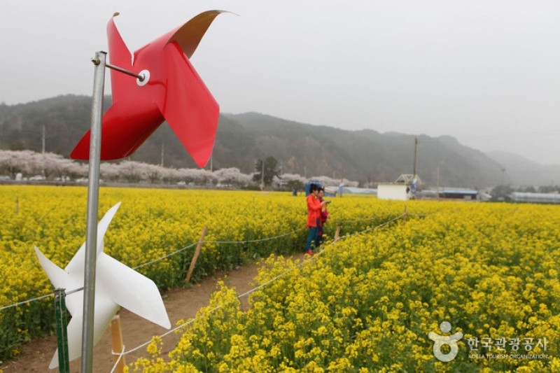 Samcheok Maengbang Canola Flower Festival  (7/15)