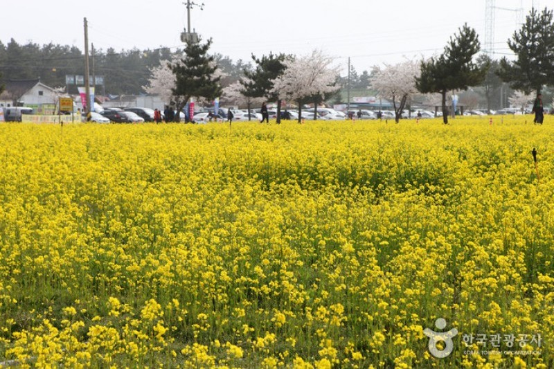 Samcheok Maengbang Canola Flower Festival  (10/15)