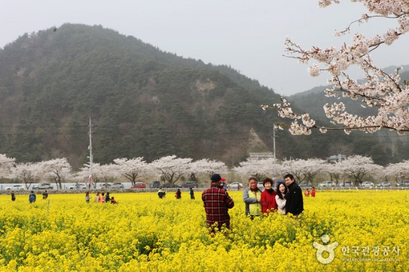 Samcheok Maengbang Canola Flower Festival  (11/15)