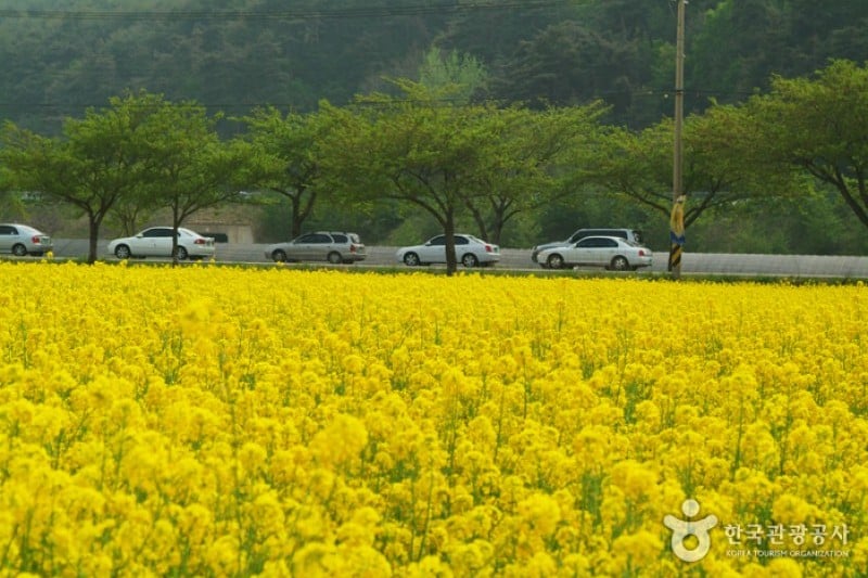 Samcheok Maengbang Canola Flower Festival  (12/15)