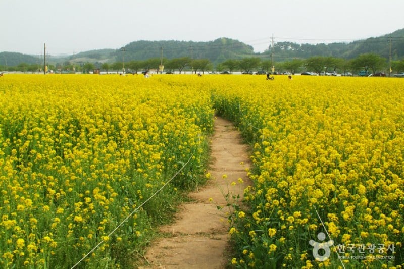 Samcheok Maengbang Canola Flower Festival  (13/15)