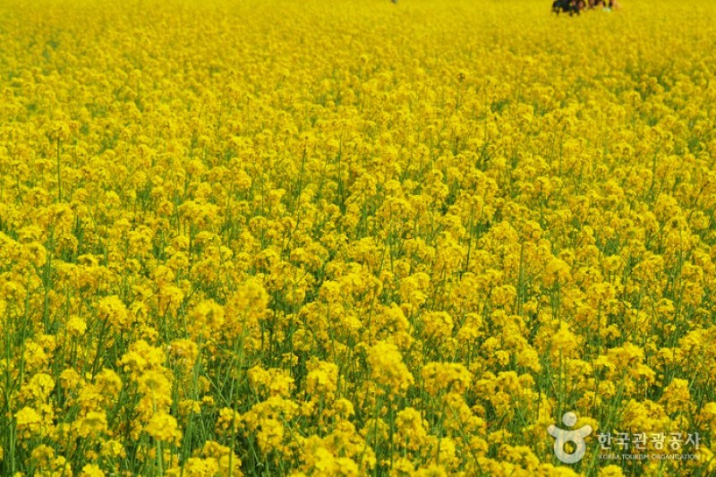 Samcheok Maengbang Canola Flower Festival  (14/15)