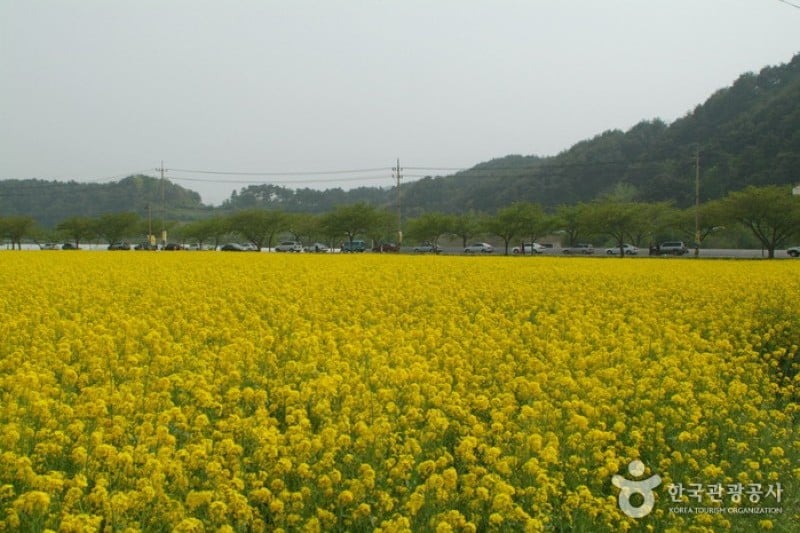 Samcheok Maengbang Canola Flower Festival  (15/15)