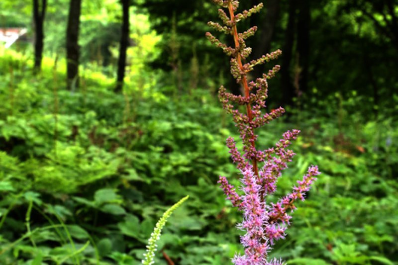 Gohan Hambaeksan Wildflower Festival  (2/4)