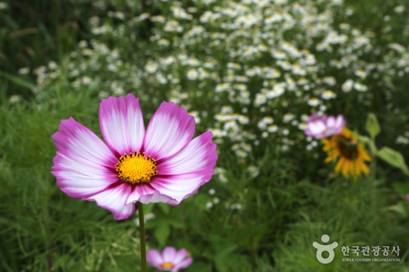 Gohan Hambaeksan Wildflower Festival  (4/4)