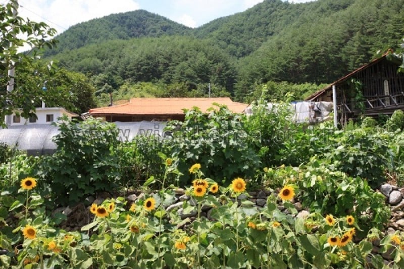Samcheok Deokpung Valley Village  (3/14)