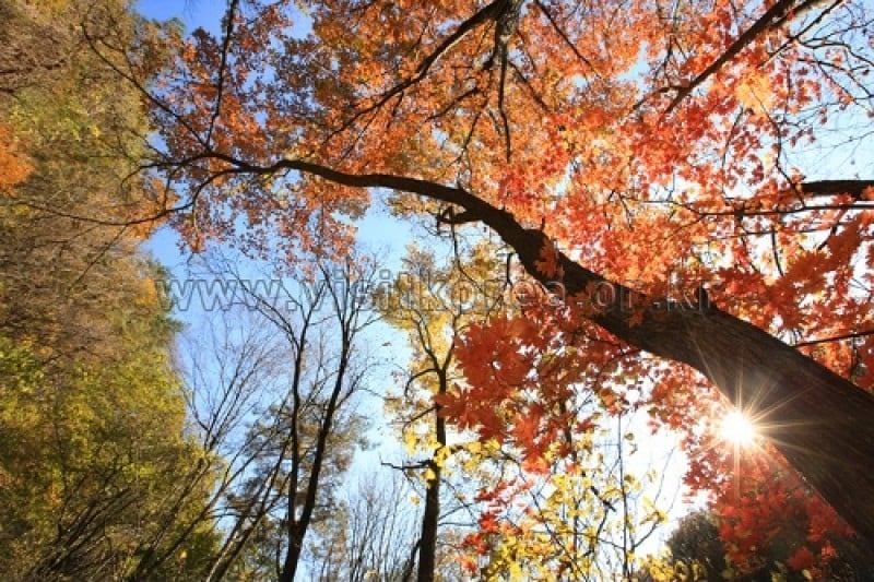 Chiaksan National Park  (20/43)