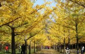 Hongcheon Ginkgo Forest 