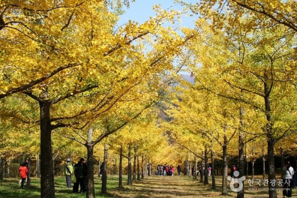 Hongcheon Ginkgo Forest