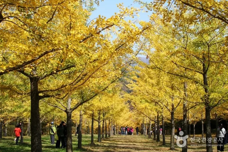 Hongcheon Ginkgo Forest  (1/24)