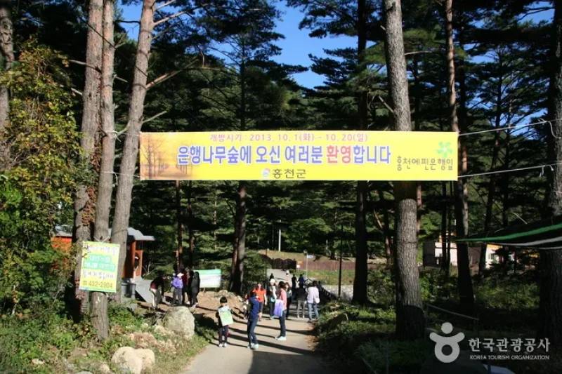 Hongcheon Ginkgo Forest  (2/24)