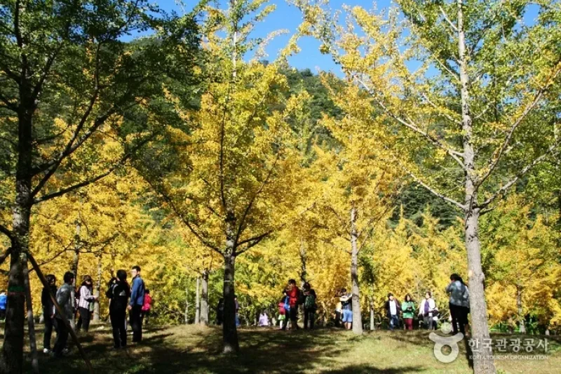 Hongcheon Ginkgo Forest  (3/24)