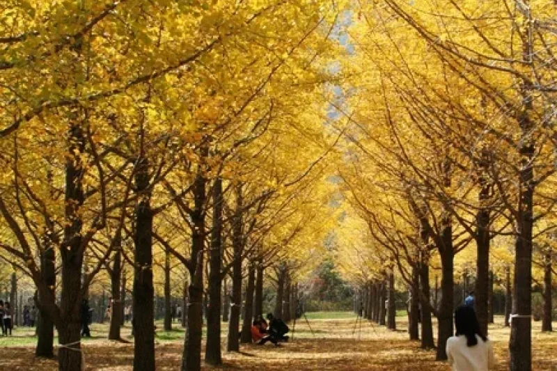 Hongcheon Ginkgo Forest  (4/24)