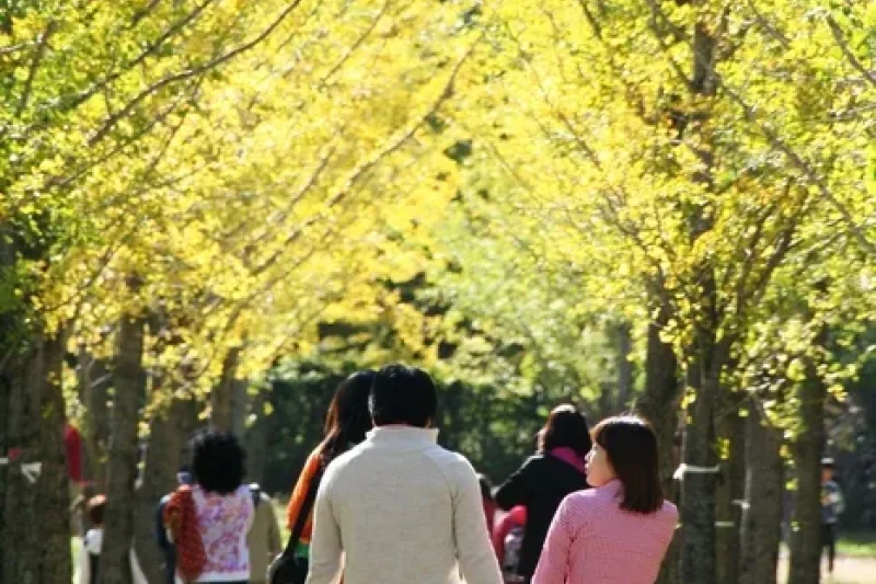 Hongcheon Ginkgo Forest  (5/24)